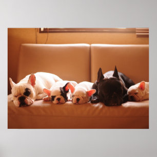 Kutest Baby Animals   Franse Bulldog Familie Poster