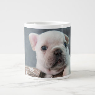 Kutest Baby Animals   Franse Bulldog Grote Koffiekop