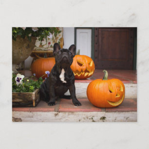 Kutest Baby Animals   Franse Bulldog Halloween Briefkaart