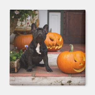 Kutest Baby Animals   Franse Bulldog Halloween Magneet