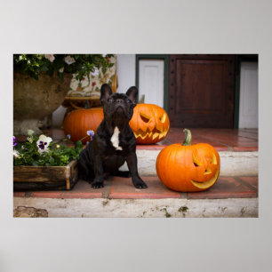 Kutest Baby Animals Franse Bulldog Halloween Poster