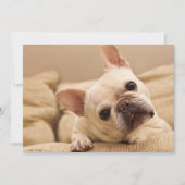 Kutest Baby Animals | Franse Bulldog Head Tilt Bedankkaart (Voorkant)