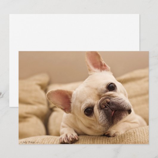 Kutest Baby Animals | Franse Bulldog Head Tilt Bedankkaart (Voorkant / Achterkant)