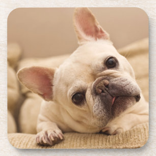 Kutest Baby Animals   Franse Bulldog Head Tilt Bier Onderzetter