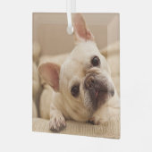 Kutest Baby Animals | Franse Bulldog Head Tilt Glas Ornament (Voorkant links)