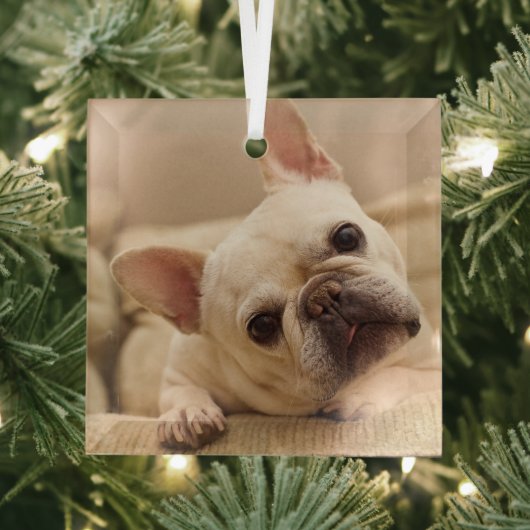 Kutest Baby Animals | Franse Bulldog Head Tilt Glas Ornament (Insitu)