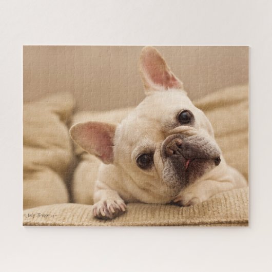 Kutest Baby Animals | Franse Bulldog Head Tilt Legpuzzel (Horizontaal)