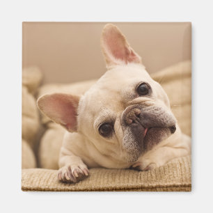 Kutest Baby Animals   Franse Bulldog Head Tilt Magneet