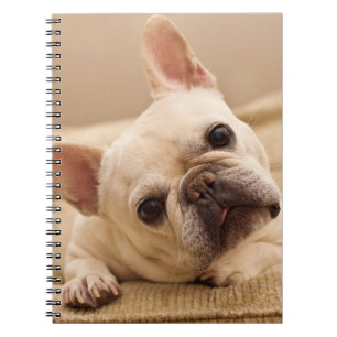 Kutest Baby Animals   Franse Bulldog Head Tilt Notitieboek