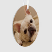 Kutest Baby Animals | Franse Bulldog Head Tilt Ornament (voorkant)