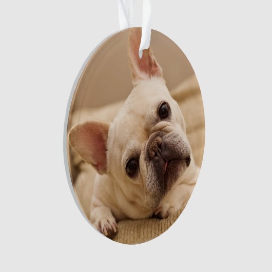 Kutest Baby Animals | Franse Bulldog Head Tilt Ornament (voorkant)