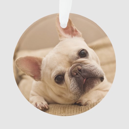 Kutest Baby Animals | Franse Bulldog Head Tilt Ornament (voorkant)