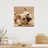 Kutest Baby Animals | Franse Bulldog Head Tilt Poster (Keuken)