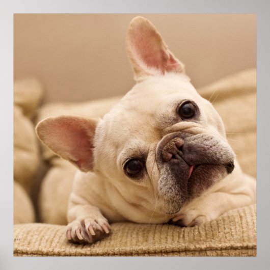 Kutest Baby Animals | Franse Bulldog Head Tilt Poster (Voorkant)