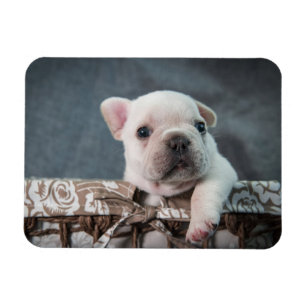 Kutest Baby Animals   Franse Bulldog Magneet