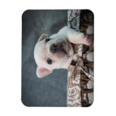 Kutest Baby Animals | Franse Bulldog Magneet (Verticaal)