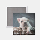 Kutest Baby Animals | Franse Bulldog Magneet (Voorkant / Achterkant)