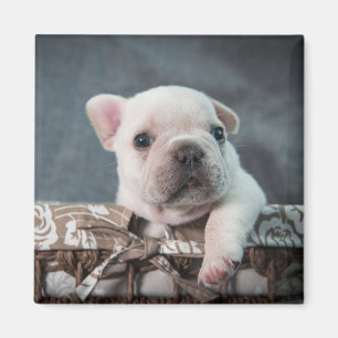 Kutest Baby Animals   Franse Bulldog Magneet
