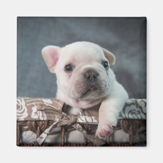 Kutest Baby Animals | Franse Bulldog Magneet (Voorkant)