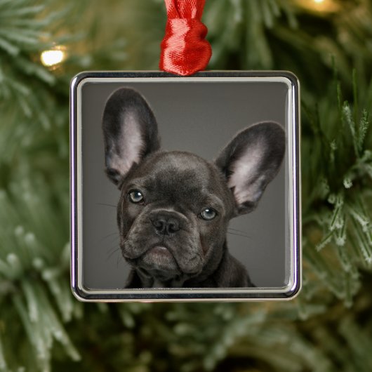 Kutest Baby Animals | Franse Bulldog Metalen Ornament (Boom)