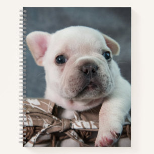 Kutest Baby Animals   Franse Bulldog Notitieboek