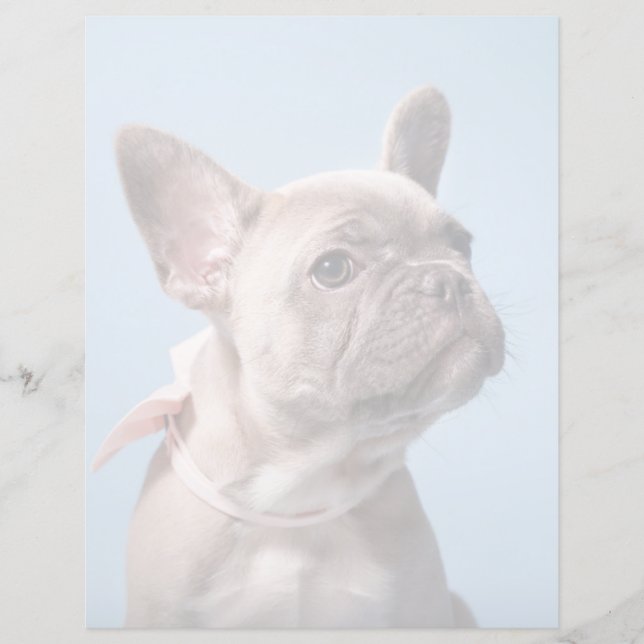 Kutest Baby Animals | Franse Bulldog Pink Bow (Voorkant)