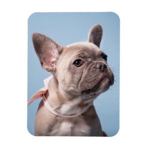 Kutest Baby Animals   Franse Bulldog Pink Bow Magneet