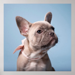 Kutest Baby Animals   Franse Bulldog Pink Bow Poster