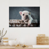 Kutest Baby Animals | Franse Bulldog Poster (Keuken)