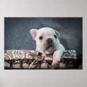 Kutest Baby Animals | Franse Bulldog Poster (Voorkant)