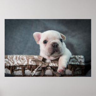 Kutest Baby Animals Franse Bulldog Poster