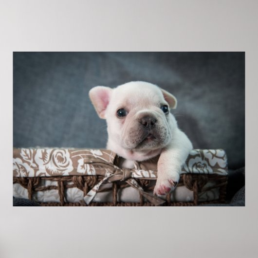 Kutest Baby Animals | Franse Bulldog Poster (Voorkant)
