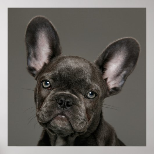 Kutest Baby Animals | Franse Bulldog Poster (Voorkant)