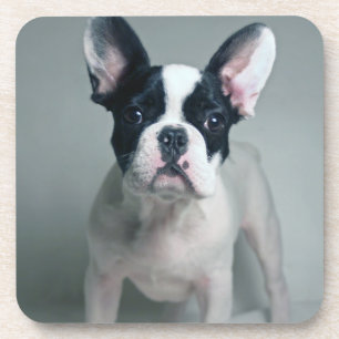 Kutest Baby Animals   Franse Bulldog Puppy Bier Onderzetter