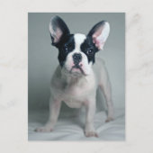 Kutest Baby Animals | Franse Bulldog Puppy Briefkaart (Voorkant)
