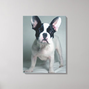 Kutest Baby Animals Franse Bulldog Puppy Canvas Afdruk
