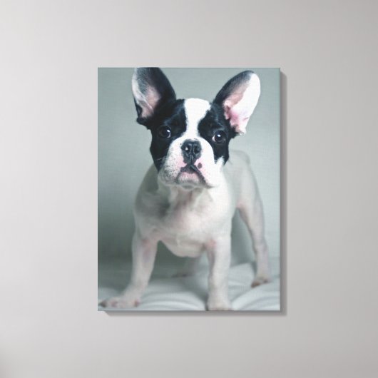 Kutest Baby Animals | Franse Bulldog Puppy Canvas Afdruk (Voorkant)
