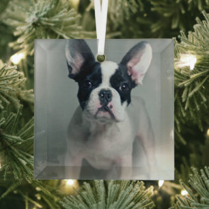 Kutest Baby Animals Franse Bulldog Puppy Glas Ornament