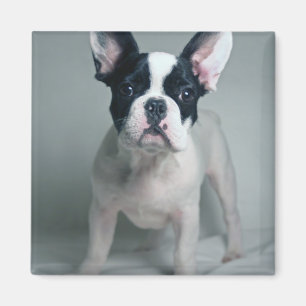 Kutest Baby Animals   Franse Bulldog Puppy Magneet