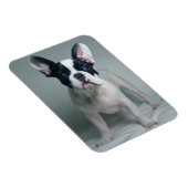 Kutest Baby Animals | Franse Bulldog Puppy Magneet (Rechterzijde)