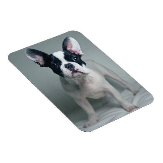 Kutest Baby Animals | Franse Bulldog Puppy Magneet (Rechterzijde)