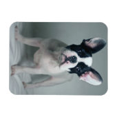 Kutest Baby Animals | Franse Bulldog Puppy Magneet (Horizontaal)