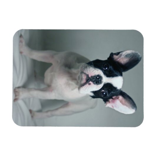 Kutest Baby Animals | Franse Bulldog Puppy Magneet (Horizontaal)