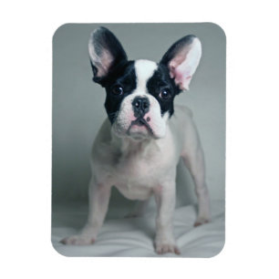 Kutest Baby Animals   Franse Bulldog Puppy Magneet