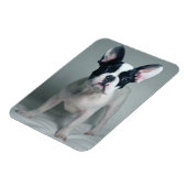 Kutest Baby Animals | Franse Bulldog Puppy Magneet (Linkerzijde)