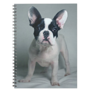 Kutest Baby Animals   Franse Bulldog Puppy Notitieboek