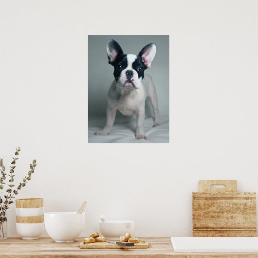 Kutest Baby Animals | Franse Bulldog Puppy Poster (Keuken)