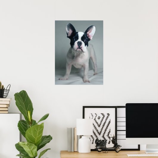 Kutest Baby Animals | Franse Bulldog Puppy Poster (Thuiskantoor)