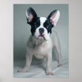 Kutest Baby Animals | Franse Bulldog Puppy Poster (Voorkant)