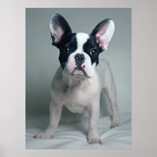 Kutest Baby Animals | Franse Bulldog Puppy Poster (Voorkant)